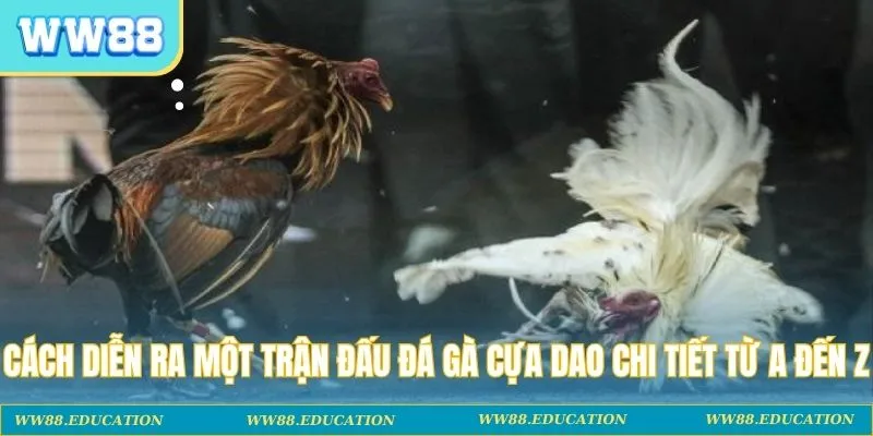 Cách diễn ra một trận đấu đá gà cựa dao chi tiết từ A đến Z