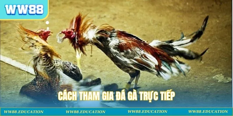 Cách tham gia đá gà trực tiếp
