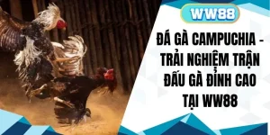 Đá Gà Campuchia - Trải Nghiệm Trận Đấu Gà Đỉnh Cao Tại WW88
