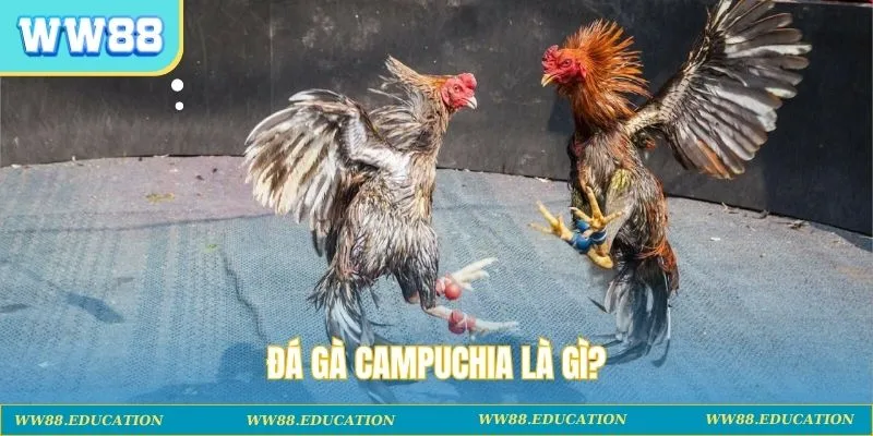 Đá gà Campuchia là gì?