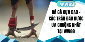 Đá Gà Cựa Dao - Các Trận Đấu Được Ưa Chuộng Nhất Tại WW88