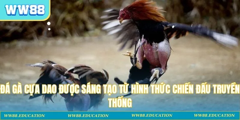 Đá gà cựa dao được sáng tạo từ hình thức chiến đấu truyền thống