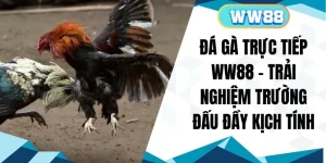 Đá Gà Trực Tiếp WW88 - Trải Nghiệm Trường Đấu Đầy Kịch Tính
