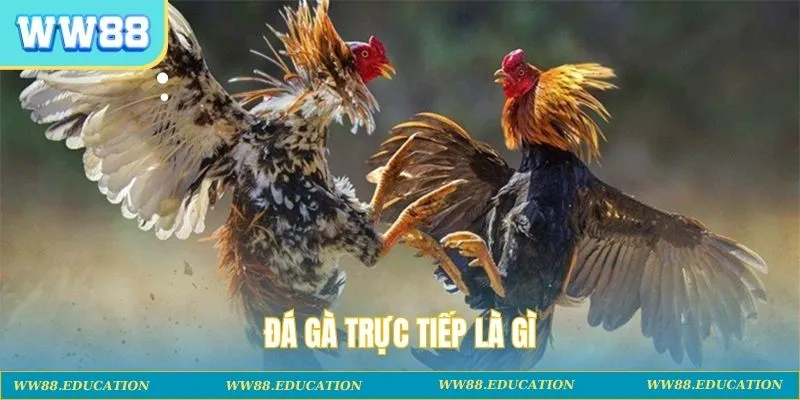Đá gà trực tiếp là gì