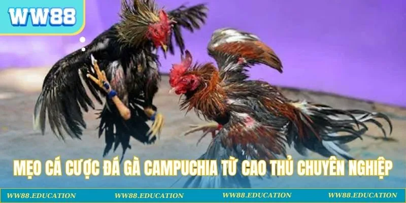 Mẹo cá cược đá gà Campuchia từ lão làng