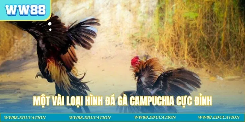 Một vài loại hình đá gà Campuchia cực đỉnh